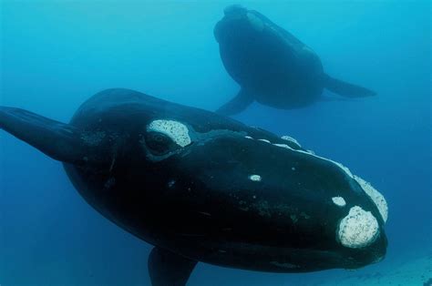 southern right whale population